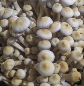 Albino Golden Teacher