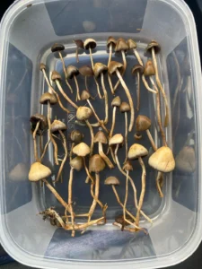 Liberty Caps Uk