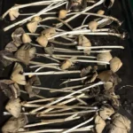 Liberty Caps Uk