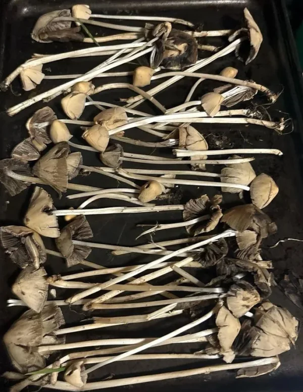 Liberty Caps Uk